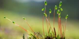 MSc Life Sciences/ Plant Breeding & Genetics SRF Post @ PAU