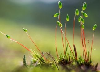 MSc Life Sciences/ Plant Breeding & Genetics SRF Post @ PAU