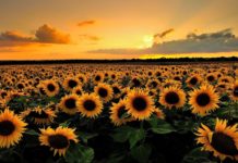 A Landmark Discovery To Aid Future Photosynthesis Breakthroughs