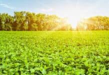 Belgium-Based Aphea.Bio Looks For a Biological Alternative To Replace Agricultural Chemicals