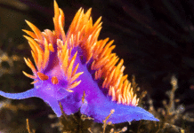 Old Wine in a New Bottle ? Researchers have Reorganized an animal’s brain to act like another species !