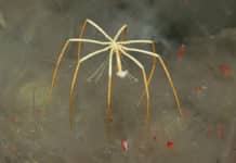 “It takes guts” for sea spiders to transport oxygen