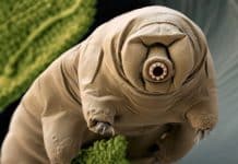 This 8 Legged Microscopic Critter Could Be Our Planet’s Future Overlord