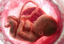 CDC: Kindly Do Not Eat Your Placenta, Thank You Very Much