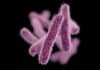 Common Superbug Found to Exhibit “Heteroresistance” to Last-Resort Antibiotic The CDC Alerted “Nightmare Bacteria”, a Growing Threat
