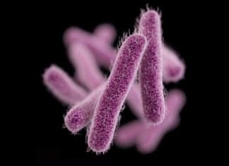 Common Superbug Found to Exhibit “Heteroresistance” to Last-Resort Antibiotic The CDC Alerted “Nightmare Bacteria”, a Growing Threat