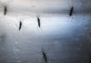 Google’s Spin off deploys 20 million mosquitoes to fight zika and other mosquito borne diseases