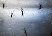 Google’s Spin off deploys 20 million mosquitoes to fight zika and other mosquito borne diseases