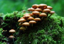 A Magical Dose From Magic Mushrooms To Make Depression Disappear