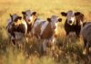 Cows Can Help in Discovery Of A Revolutionary HIV Vaccine !