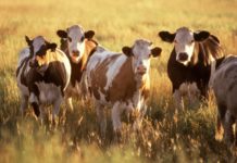 Cows Can Help in Discovery Of A Revolutionary HIV Vaccine !