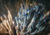 This Creepy Tubeworm Are the Longest Living Creature On Earth?