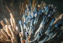 This Creepy Tubeworm Are the Longest Living Creature On Earth?