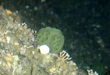 Can this sea sponge hold cancer fighting properties ?