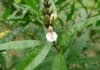 Ancient Medicinal Plant Found To Be More Effective Than AZT Against HIV