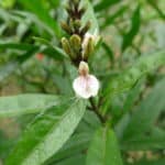 Ancient Medicinal Plant Found To Be More Effective Than AZT Against HIV
