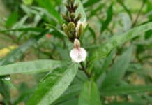 Ancient Medicinal Plant Found To Be More Effective Than AZT Against HIV