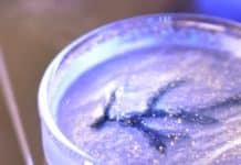 Scientists Have Grown Bioengineered Arteries From Stem Cells