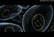 Dartmouth Researchers Bust the Achilles Heel of Cancer