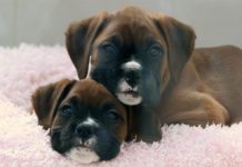 Dog Cloned Using Gene Editing – China Becomes Worlds First Country to Do So !