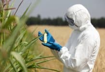 Engineered Crops To Push Off Bugs By Turning Off Their Genes