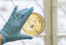 Immune System In a Petri Dish : Scientists Tweak Immune Cells To Speed Up Vaccine Development Project Fellow Position for MSc Biosciences @ Manipal University, Jaipur