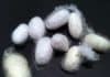 Silkworm Microcoocons Could Bring a Revolution in Biotech