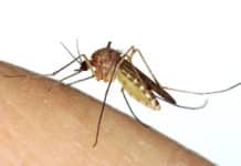 EU Approves GM Mosquitoes Meant To Combat Dengue, Chikungunya And Zika