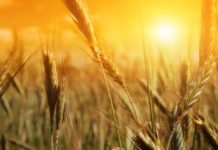 Wheat Rust : A Fungal Disease Threatening Wheat Crops MSc Biotech & Life Sciences Project Fellow Post @ Punjab Agricultural
