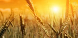 MSc Biotech & Life Sciences Project Fellow Post @ Punjab Agricultural