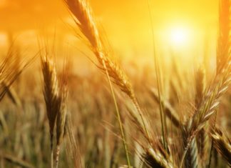 MSc Biotech & Life Sciences Project Fellow Post @ Punjab Agricultural
