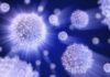 Scientists Devise Interactive Microscope, Unveil Physical Principles of Cell Organization Scientists Devise Interactive Microscope, Unveil Physical Principles of Cell Organization