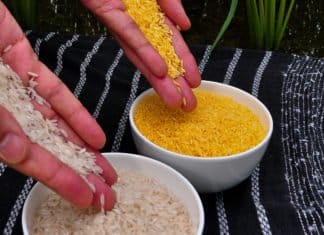 The New Age Golden Rice With 3 Micronutrients Is Here To Fight World’s “Hidden Hunger”