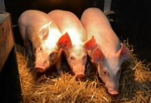 CRISPR-Edited Pigs Could Possibly Solve The Organ Shortage Problem