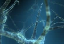 Scientists gain new insights into spinal injuries, team up with neurons