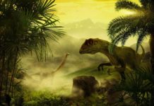 Plant From The Dino Age Found In North America