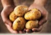Idaho Company’s Genetically Engineered Potatoes To Hit Canadian Market