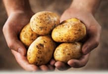 Idaho Company’s Genetically Engineered Potatoes To Hit Canadian Market