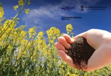 UK-India Newton-Bhabha Fund joint call on pulses and oilseeds