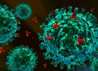 Antibiotics Use Exacerbate Effects of Viral Diseases Biosciences Junior Research Fellowship Vacancy @ IIT Kharagpur