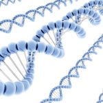 Pauses in Transcription May Help Cells Fine-Tune Gene Expression, Study Says