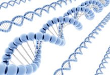 Pauses in Transcription May Help Cells Fine-Tune Gene Expression, Study Says Pauses in Transcription May Help Cells Fine-Tune Gene Expression, Study Says