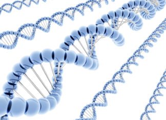 Pauses in Transcription May Help Cells Fine-Tune Gene Expression, Study Says