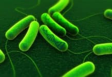 SRF Post Vacant for Project on Metabolic Engineering of Bacillus @ IIT Guwahati