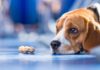 A Single Gene Holds Key To Anxiety Issues Across Species