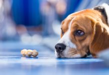 A Single Gene Holds Key To Anxiety Issues Across Species