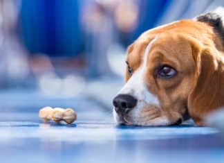 A Single Gene Holds Key To Anxiety Issues Across Species