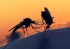 Fatal Attraction : Mosquitoes' Sweet Tooth Could Lead To Their Destruction