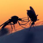 Fatal Attraction : Mosquitoes' Sweet Tooth Could Lead To Their Destruction