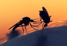 Fatal Attraction : Mosquitoes’ Sweet Tooth Could Lead To Their Destruction Fatal Attraction : Mosquitoes' Sweet Tooth Could Lead To Their Destruction